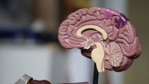Plastic model of a split brain, viewing details on the inside.