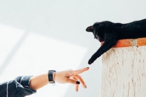 persons hand reaches out to touch cats paw