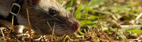 Hero Rats:  Sniffing Out Landmines