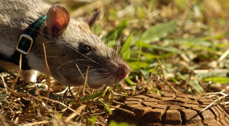 Hero Rats:  Sniffing Out Landmines