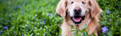 Therapy Dog Born Without Eyes Brings Comfort