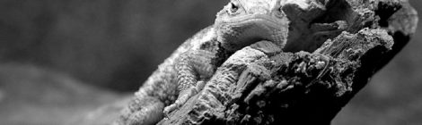 What Can a Lizard Tell Us About Human Mental Health?