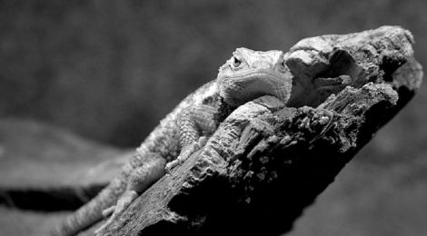 What Can a Lizard Tell Us About Human Mental Health?