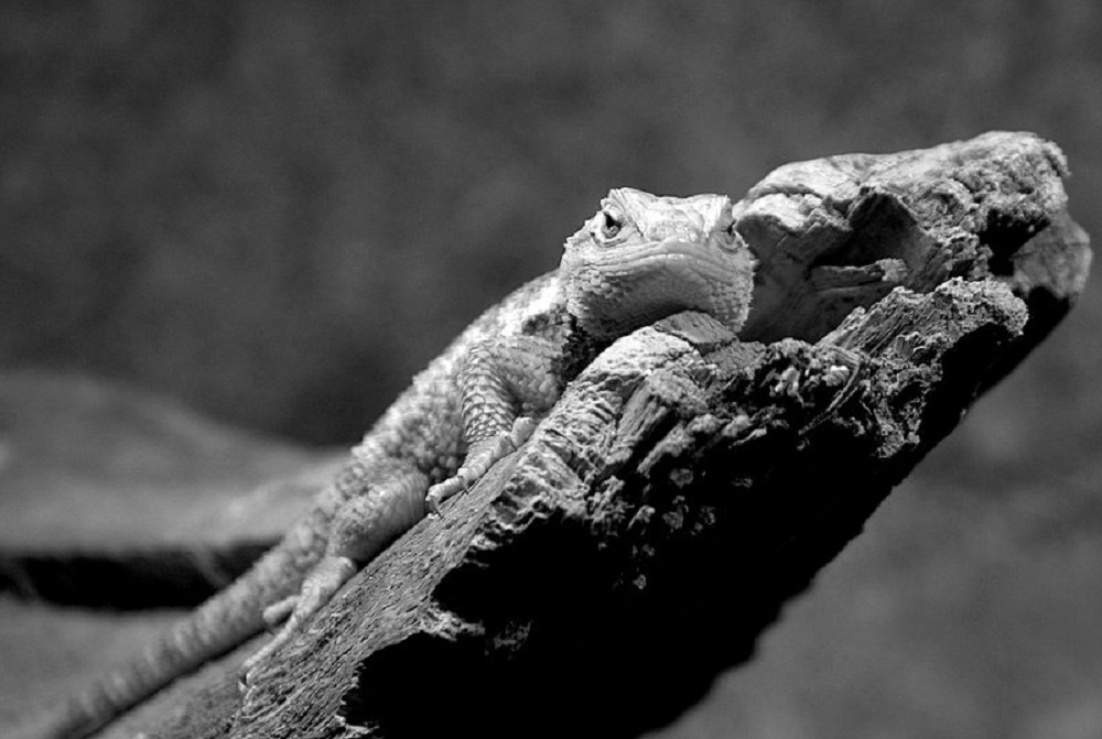 What Can a Lizard Tell Us About Human Mental Health? The Trauma