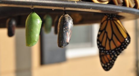 Cocoons lined up (from left to right): an early-stage chrysalis, a late-stage chrysalis, and a monarch butterfly.