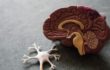 Plastic model of a brain and neuron on a grey countertop.