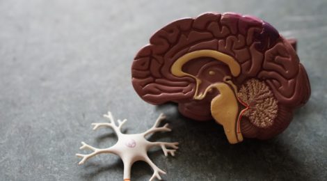 Plastic model of a brain and neuron on a grey countertop.