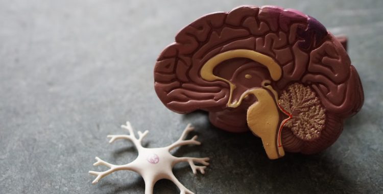 Plastic model of a brain and neuron on a grey countertop.